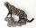 Civet Zibetkatze