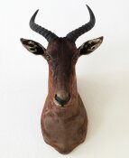 Leierantilope,Tsessebe Nr. 45