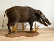 Buschschwein Vollmontage