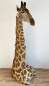 Giraffenhaupt  Nr. 21