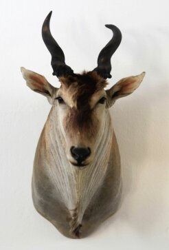 Elen-Antilope, Eland Nr. 49