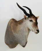 Elen-Antilope, Eland Nr. 49