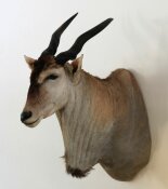 Elen-Antilope, Eland Nr. 49