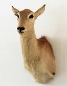 Letschwe, Moorantilope weiblich Nr. 78