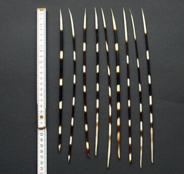 Stachelschweinborsten dünn Länge 26-30 cm aus Südafrika