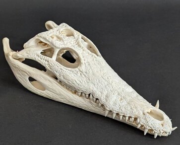 Krokodilschädel vom Nilkrokodil - Länge 29 cm Nr. 2125