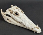 Skull from Nile crocodile - length 29 cm No. 2125