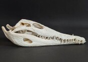 Skull from Nile crocodile - length 29 cm No. 2125