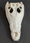 Krokodilschädel vom Nilkrokodil - Länge 29 cm Nr. 2125