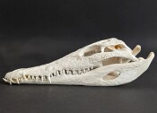 Krokodilschädel vom Nilkrokodil - Länge 29 cm Nr. 2125