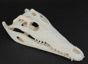 Skull from Nile crocodile - length 29 cm No. 2125