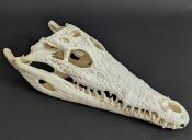 Krokodilschädel vom Nilkrokodil - Länge 31 cm...