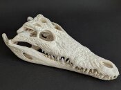 Krokodilschädel vom Nilkrokodil - Länge 29 cm...