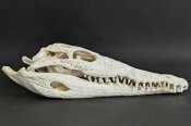 Krokodilschädel vom Nilkrokodil - Länge 31 cm...