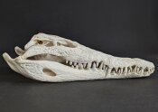Krokodilschädel vom Nilkrokodil - Länge 29 cm...