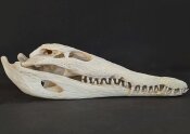 Krokodilschädel vom Nilkrokodil - Länge 30 cm...