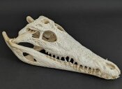 Crocodile skull from Nile crocodile - length 30 cm No. 2132