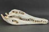 Krokodilschädel vom Nilkrokodil - Länge 30 cm...