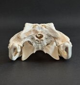 Krokodilschädel vom Nilkrokodil B-Ware - Länge 30 cm Nr. 2132