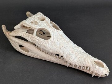 Crocodile skull from Nile crocodile - length 28 cm Nr. 2133