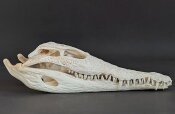 Krokodilschädel vom Nilkrokodil - Länge 28 cm...
