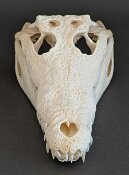 Crocodile skull from Nile crocodile - length 28 cm Nr. 2133