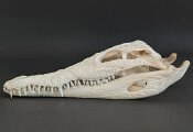 Crocodile skull from Nile crocodile - length 28 cm Nr. 2133