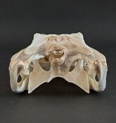 Crocodile skull from Nile crocodile - length 28 cm Nr. 2133