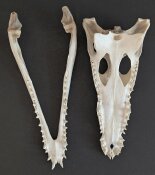 Crocodile skull from Nile crocodile - length 28 cm Nr. 2133