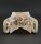 Crocodile skull from Nile crocodile - length 28 cm Nr. 2133