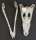 Crocodile skull from Nile crocodile - length 28 cm Nr. 2133