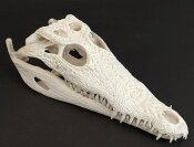 Krokodilschädel vom Nilkrokodil - Länge 29 cm...