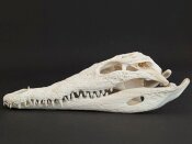Krokodilschädel vom Nilkrokodil - Länge 29 cm Nr. 2134