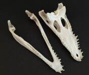 Krokodilschädel vom Nilkrokodil - Länge 29 cm Nr. 2134