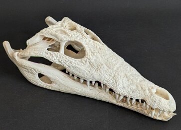 Crocodile skull from Nile crocodile - length 32 cm Nr. 2135