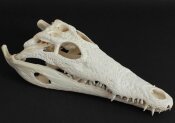 Crocodile skull from Nile crocodile - length 32 cm Nr. 2135