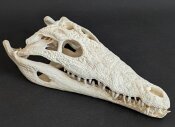 Crocodile skull from Nile crocodile - length 32 cm Nr. 2135
