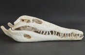 Crocodile skull from Nile crocodile - length 32 cm Nr. 2135