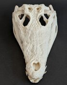 Crocodile skull from Nile crocodile - length 32 cm Nr. 2135
