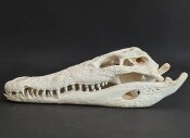 Crocodile skull from Nile crocodile - length 32 cm Nr. 2135