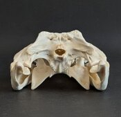 Crocodile skull from Nile crocodile - length 32 cm Nr. 2135