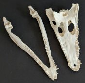 Crocodile skull from Nile crocodile - length 32 cm Nr. 2135
