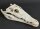 Crocodile skull from Nile crocodile - length 32 cm Nr. 2135