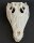 Crocodile skull from Nile crocodile - length 32 cm Nr. 2135