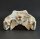 Crocodile skull from Nile crocodile - length 32 cm Nr. 2135