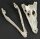 Crocodile skull from Nile crocodile - length 32 cm Nr. 2135