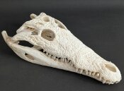Krokodilschädel XL vom Nilkrokodil - Länge 34...