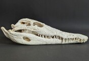Krokodilschädel XL vom Nilkrokodil - Länge 34...