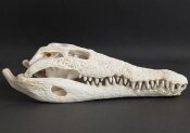 Krokodilschädel XL vom Nilkrokodil - Länge 34...