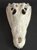 Krokodilschädel XL vom Nilkrokodil - Länge 34 cm Nr. 2136